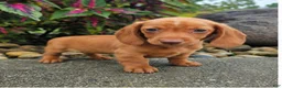 Dachshund dogs for sale: Rex - Ad 5