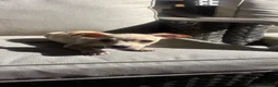 Chihuahua dogs for sale: Prince  - Ad 2