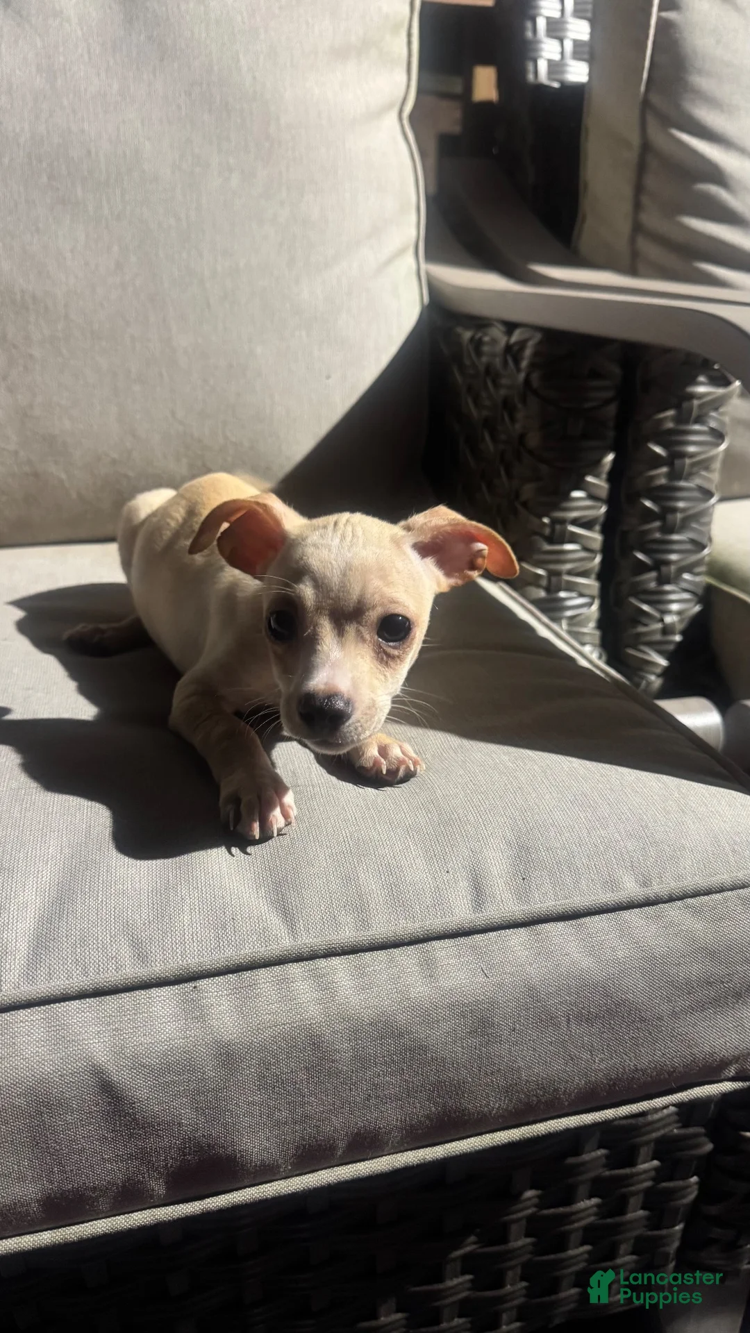 Chihuahua dogs for sale: Prince  - Ad 2