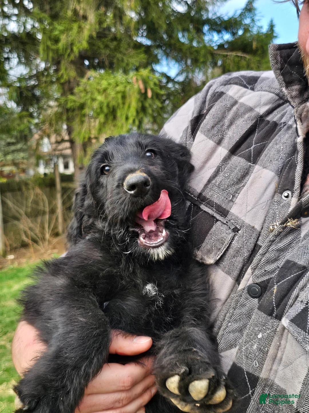 Mixed Breed dogs for sale: Goomba - Ad 2