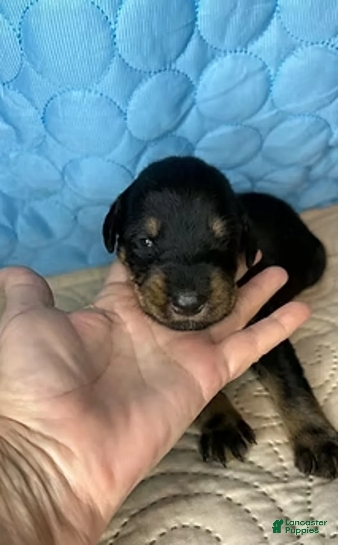 Mixed Breed dogs for sale: Heidi - Ad 4