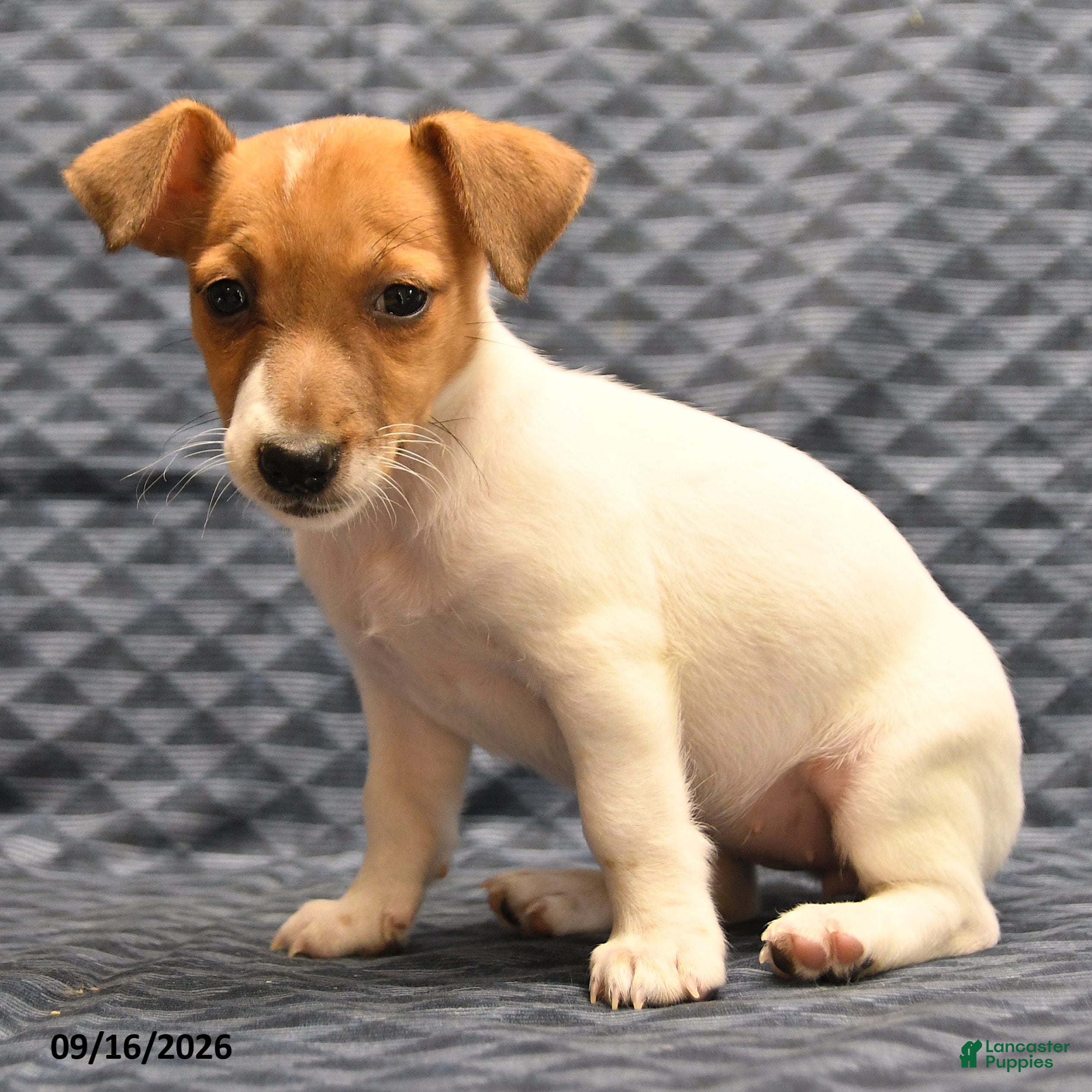 Jack Russell Terrier dogs Lena - Ad 2