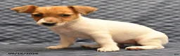 Jack Russell Terrier dogs for sale: Lena - Ad 2