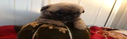 Pug dogs for sale: Pug 2 Trigger - Ad 3