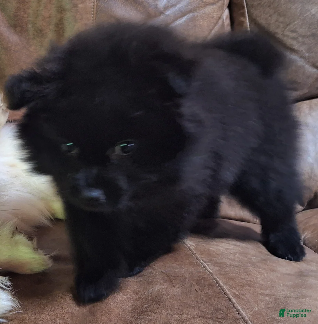 Pomeranian dogs for sale: all-black female - Ad 2
