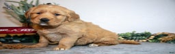 Golden Retriever dogs for sale: Flora - Ad 2