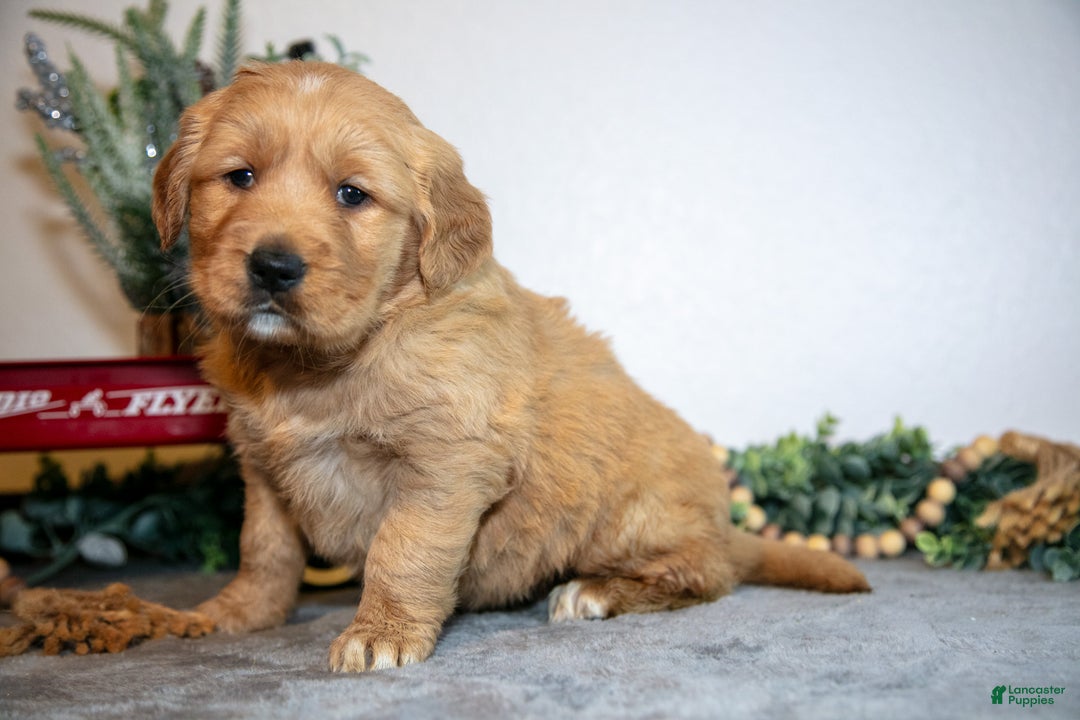 Golden Retriever dogs for sale: Flora - Ad 2