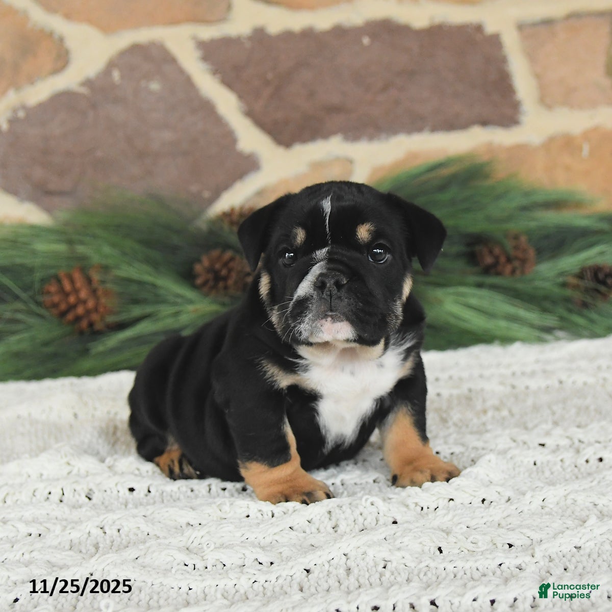 English Bulldog dogs Mocha Latte - Ad 2