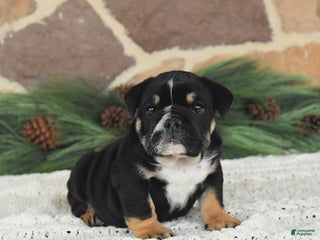 English Bulldog dogs Mocha Latte - Ad 38