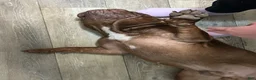 Mixed Breed dogs for sale: Mixed Breed 1 - Ad 5
