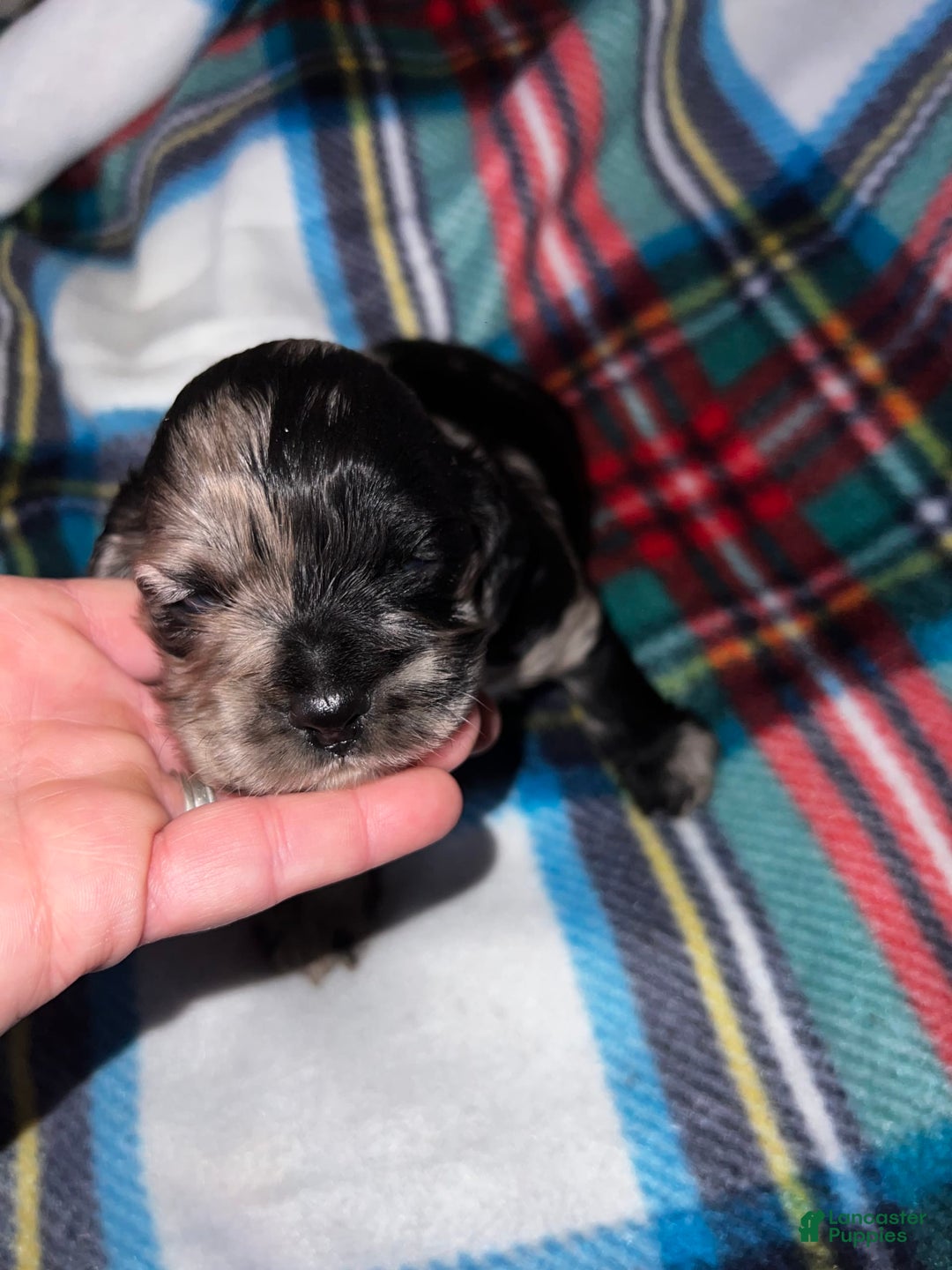 Gallery Image {{count}}