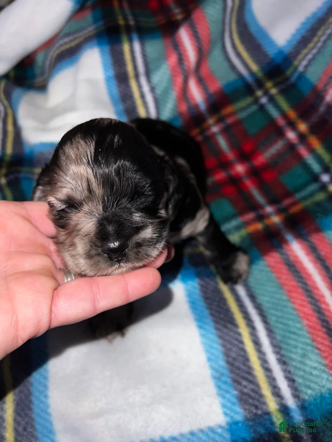 Gallery Image {{count}}