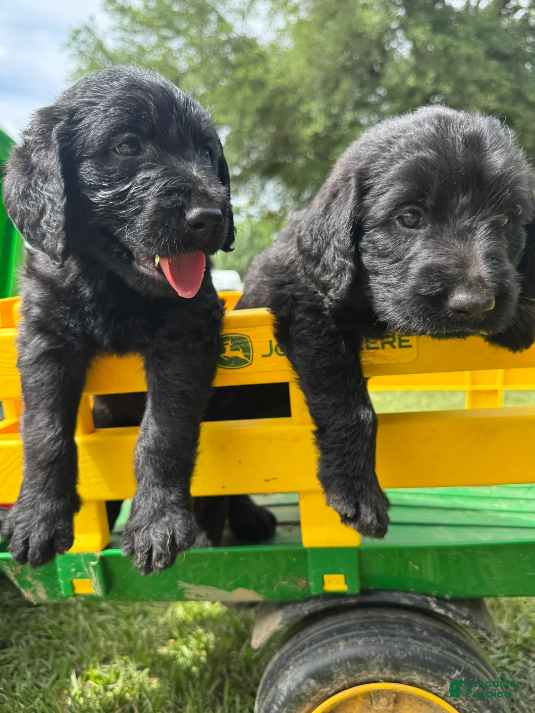 Labradoodle dogs for sale: Knox - Ad 2