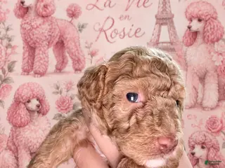 Miniature Poodle dogs Sunny - Ad 32