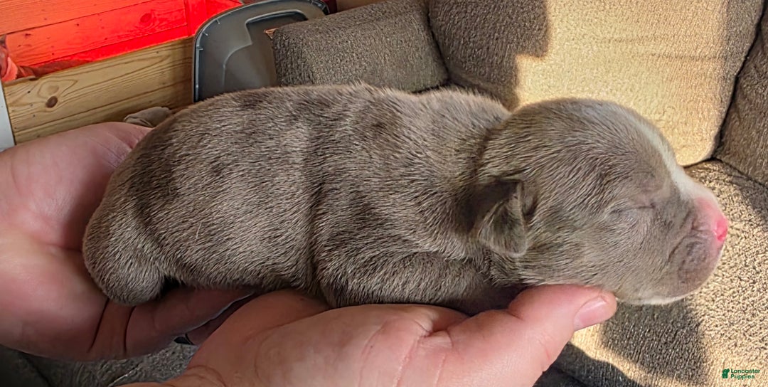 American Bully dogs for sale: Shadow - Ad 2