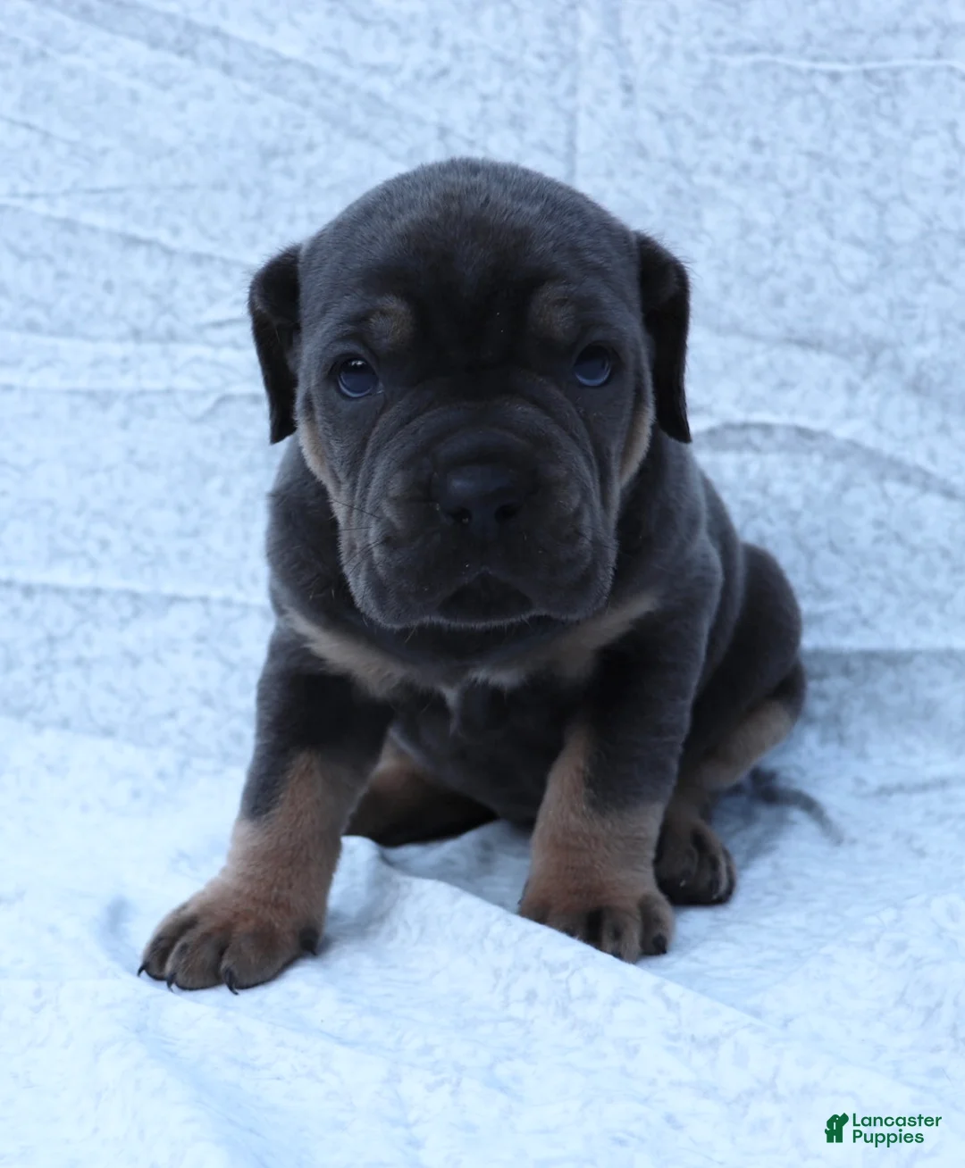 Cane Corso dogs for sale: Masey - Ad 2