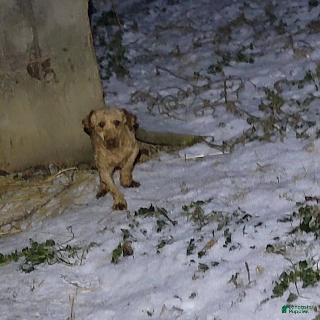 Mixed Breed dogs for sale: Ruger - Ad 5