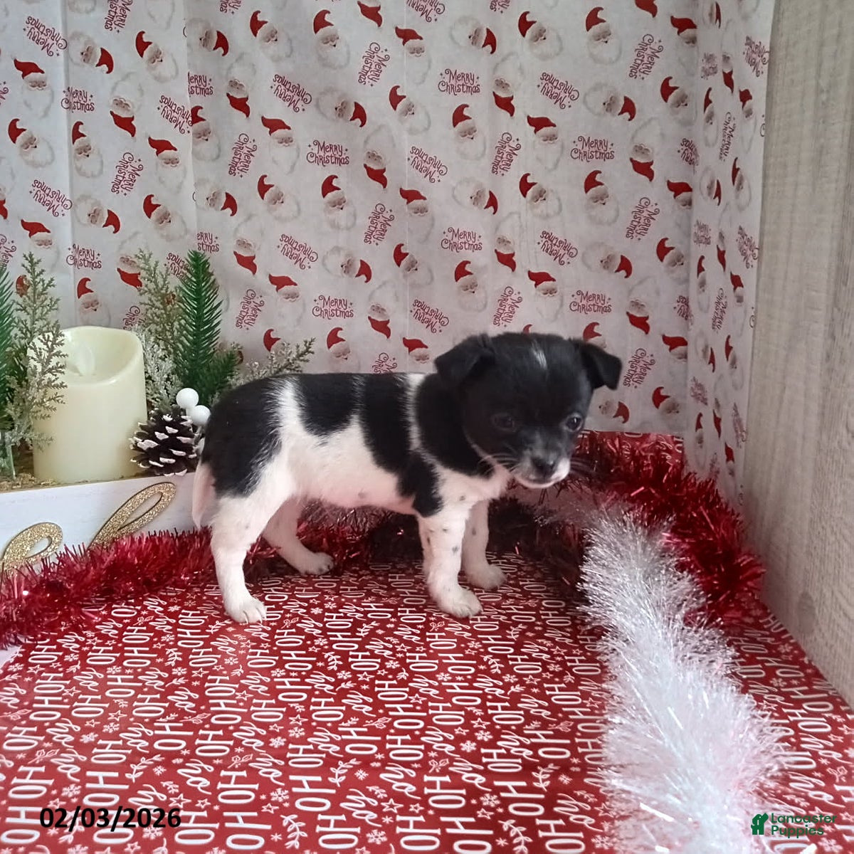 Chihuahua dogs Bonnie - Ad 7