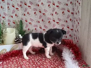 Chihuahua dogs Bonnie - Ad 1