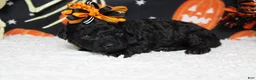 Toy Poodle dogs for sale: Sydney - Ad 9