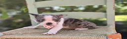 Boston Terrier dogs for sale: Dolly - Ad 6