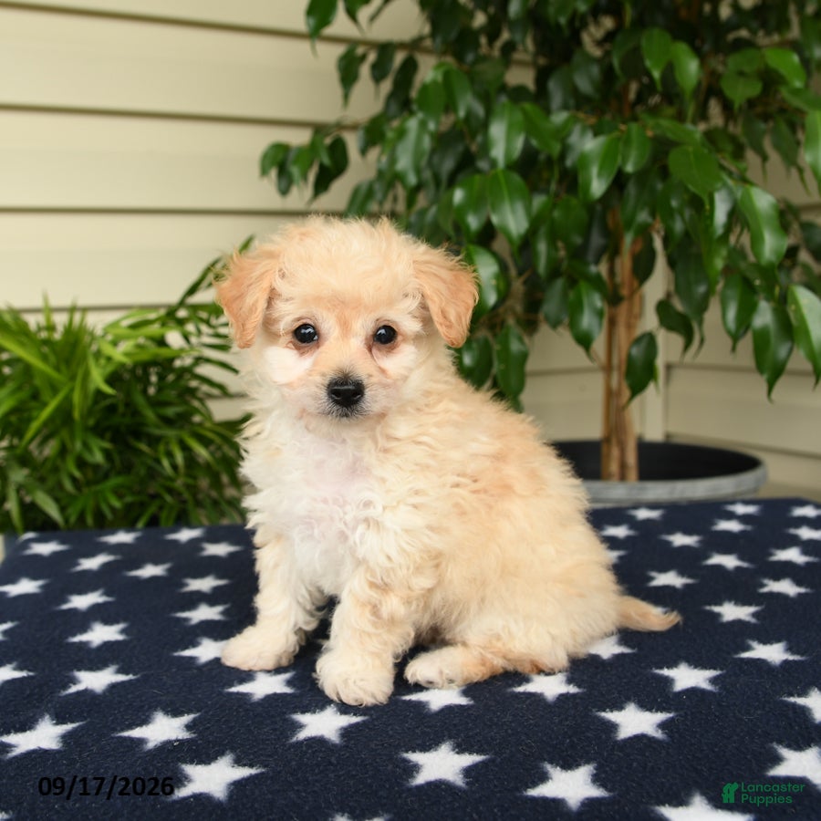 Bichpoo dogs Amber - Ad 1