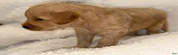 Goldendoodle dogs for sale: Goldendoodle Puppy 1 - Ad 6