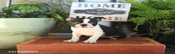 Boston Terrier dogs for sale: Luna   - Ad 2