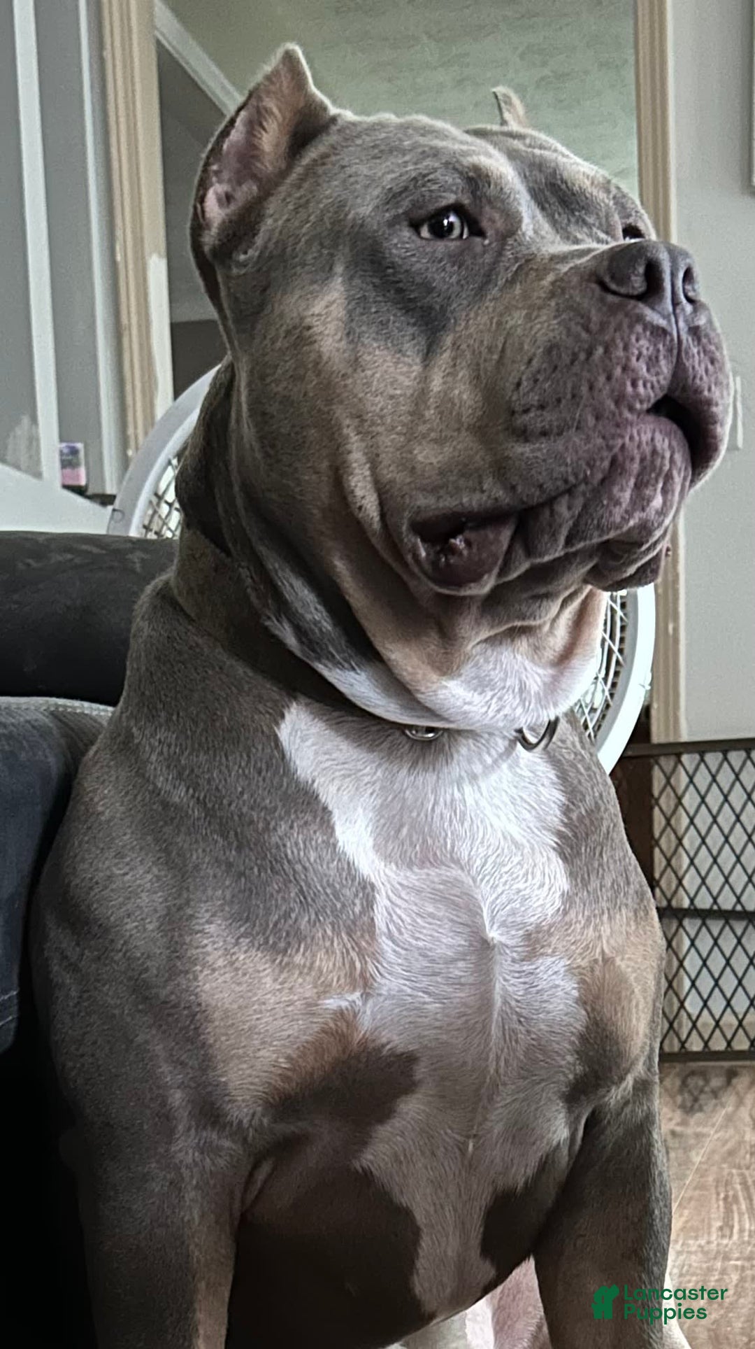 Gallery Image {{count}}