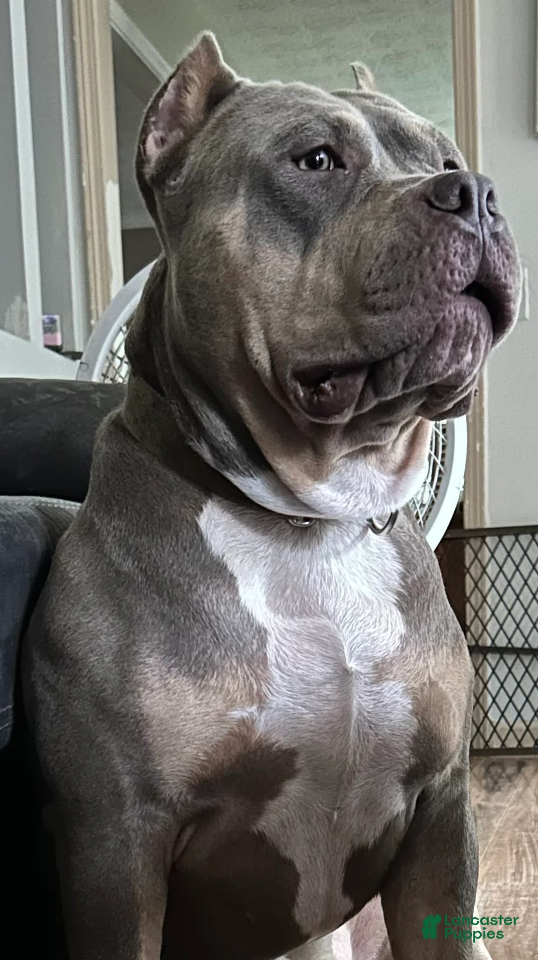 Gallery Image {{count}}