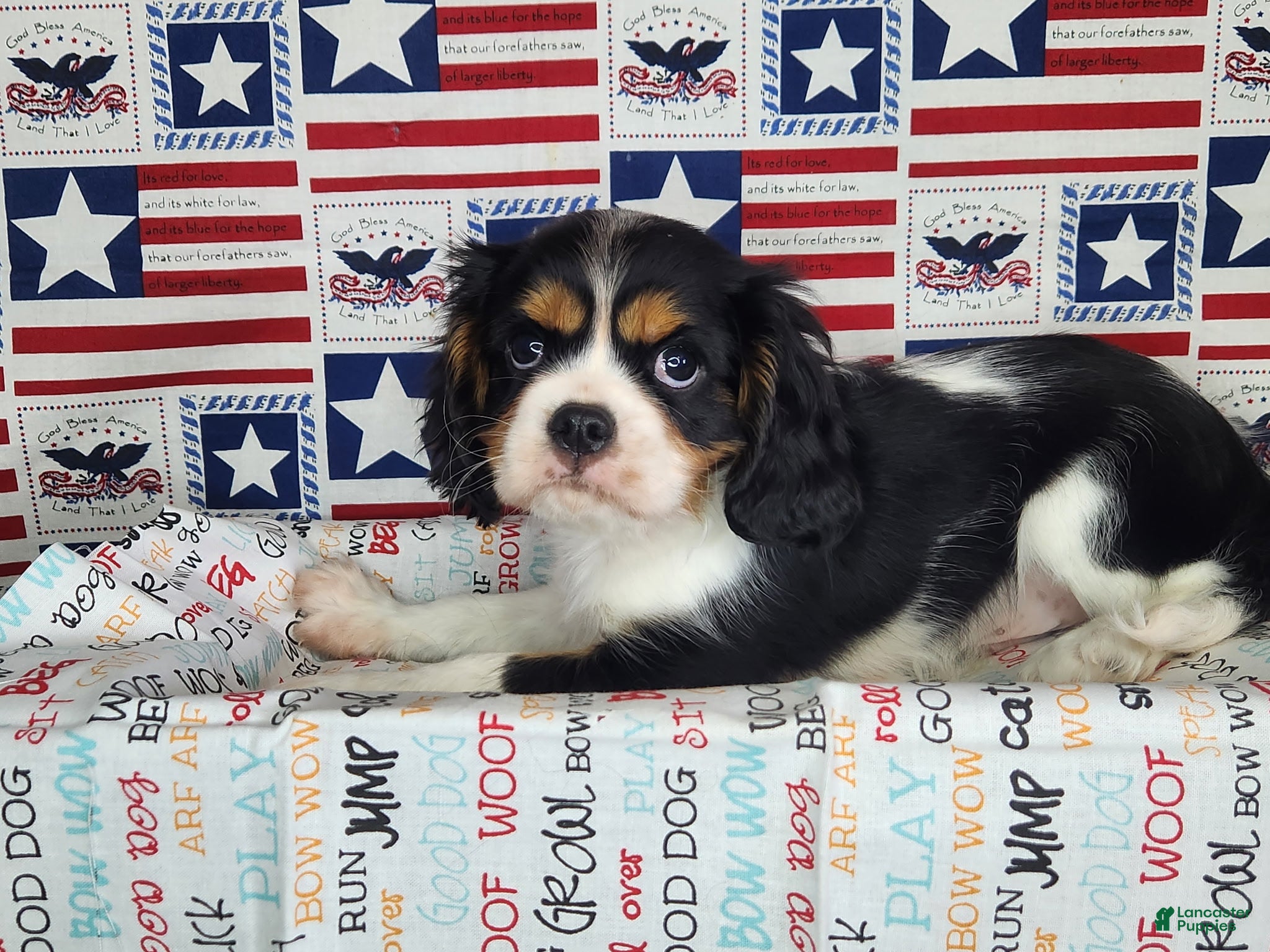 Cavalier King Charles Spaniel dogs Zoro - Ad 1