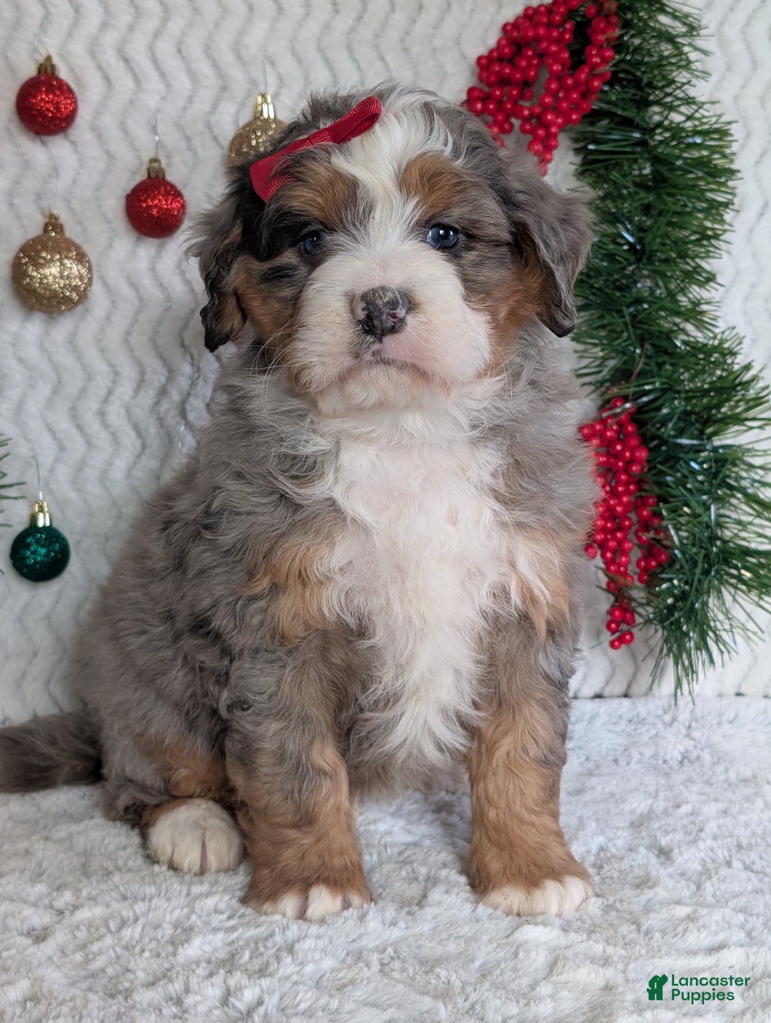 Mini Bernedoodle dogs for sale: Mini Hayes - Ad 4