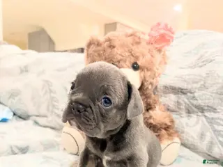 French Bulldog dogs for sale: Ross - Ad 3