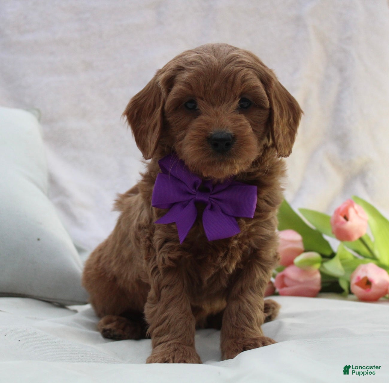 Mini Goldendoodle dogs Ralphy - Ad 1