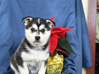 Mixed Breed dogs Cranberry - Ad 10