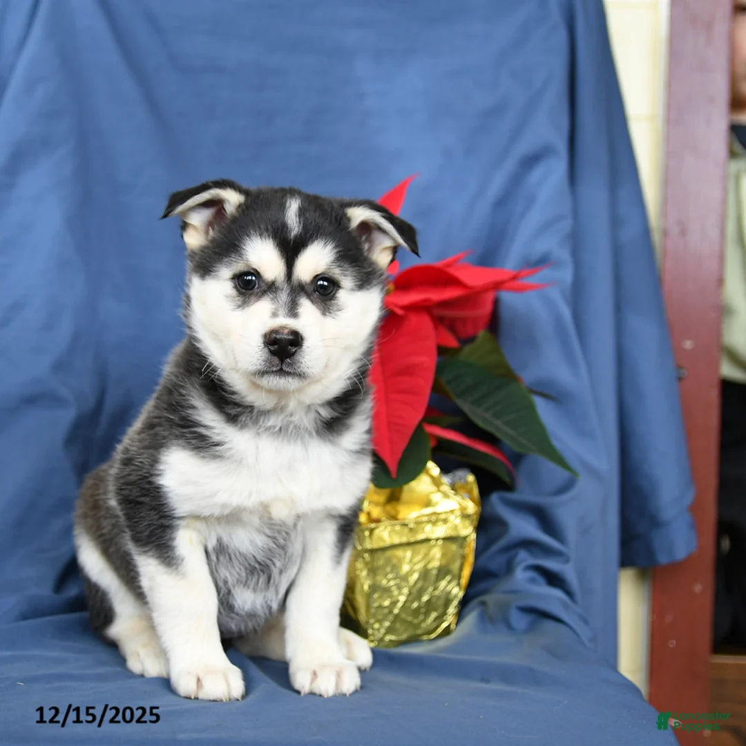 Mixed Breed dogs for sale: Cranberry - Ad 1