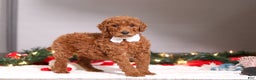 Standard Poodle dogs for sale: Sophia - Ad 3