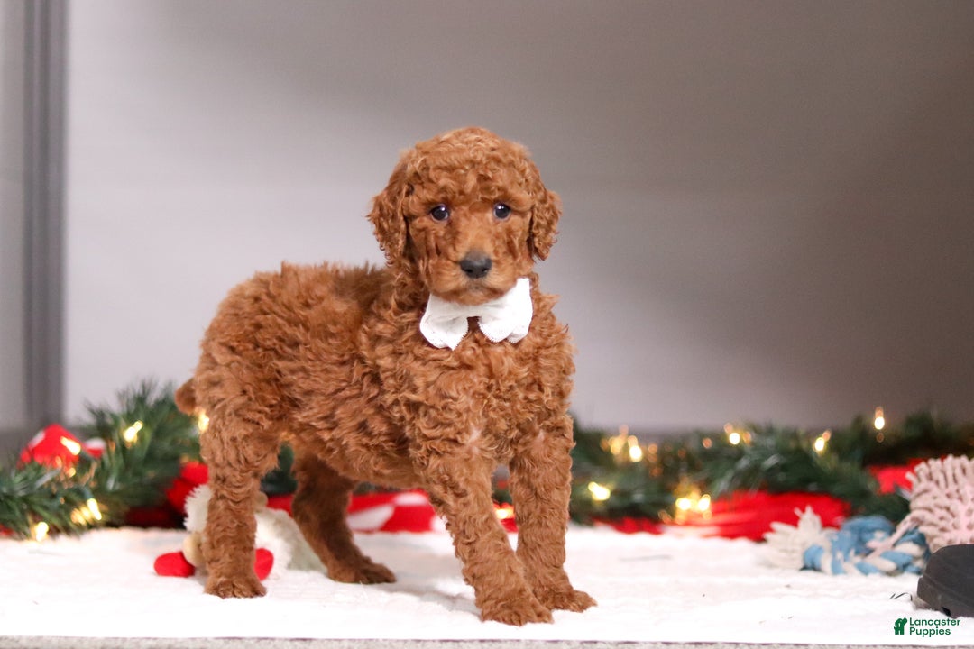 Standard Poodle dogs for sale: Sophia - Ad 3