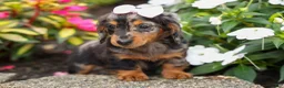 Miniature Dachshund dogs for sale:   Hailey 🎀 - Ad 16