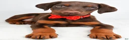 Doberman Pinscher dogs for sale: Hans - Ad 4
