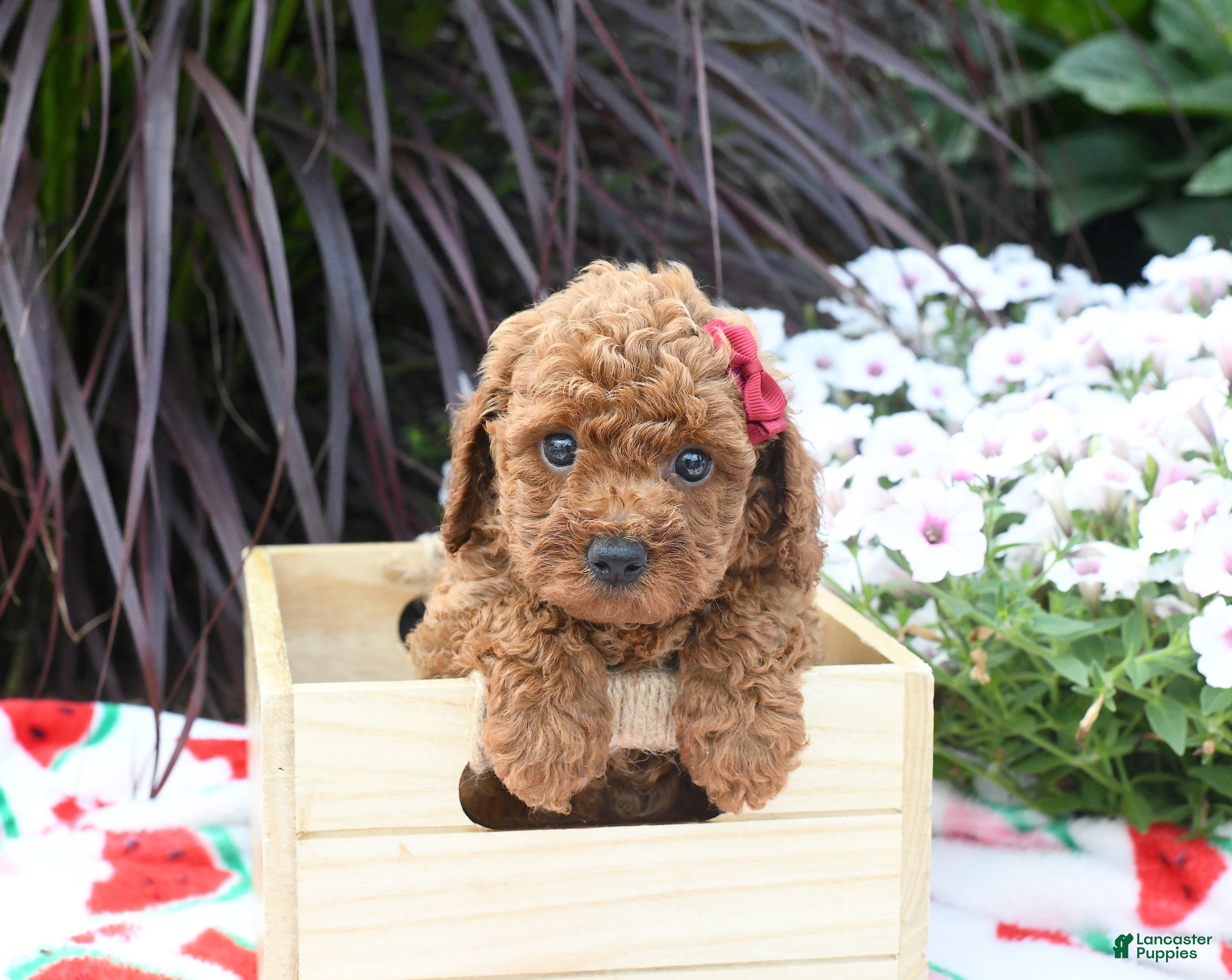 Miniature Poodle dogs Brittany - Ad 1