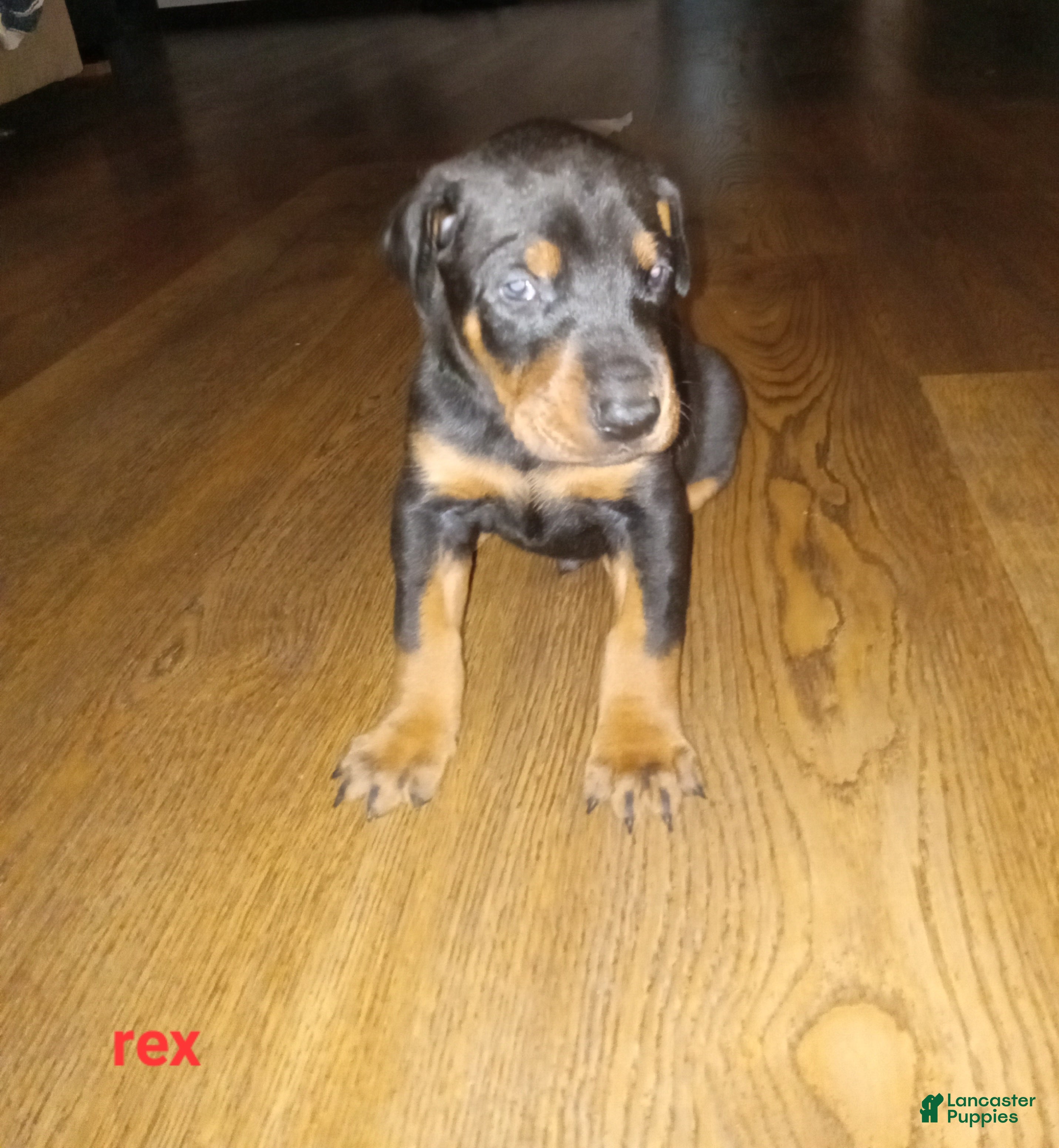Doberman Pinscher dogs Rex - Ad 1