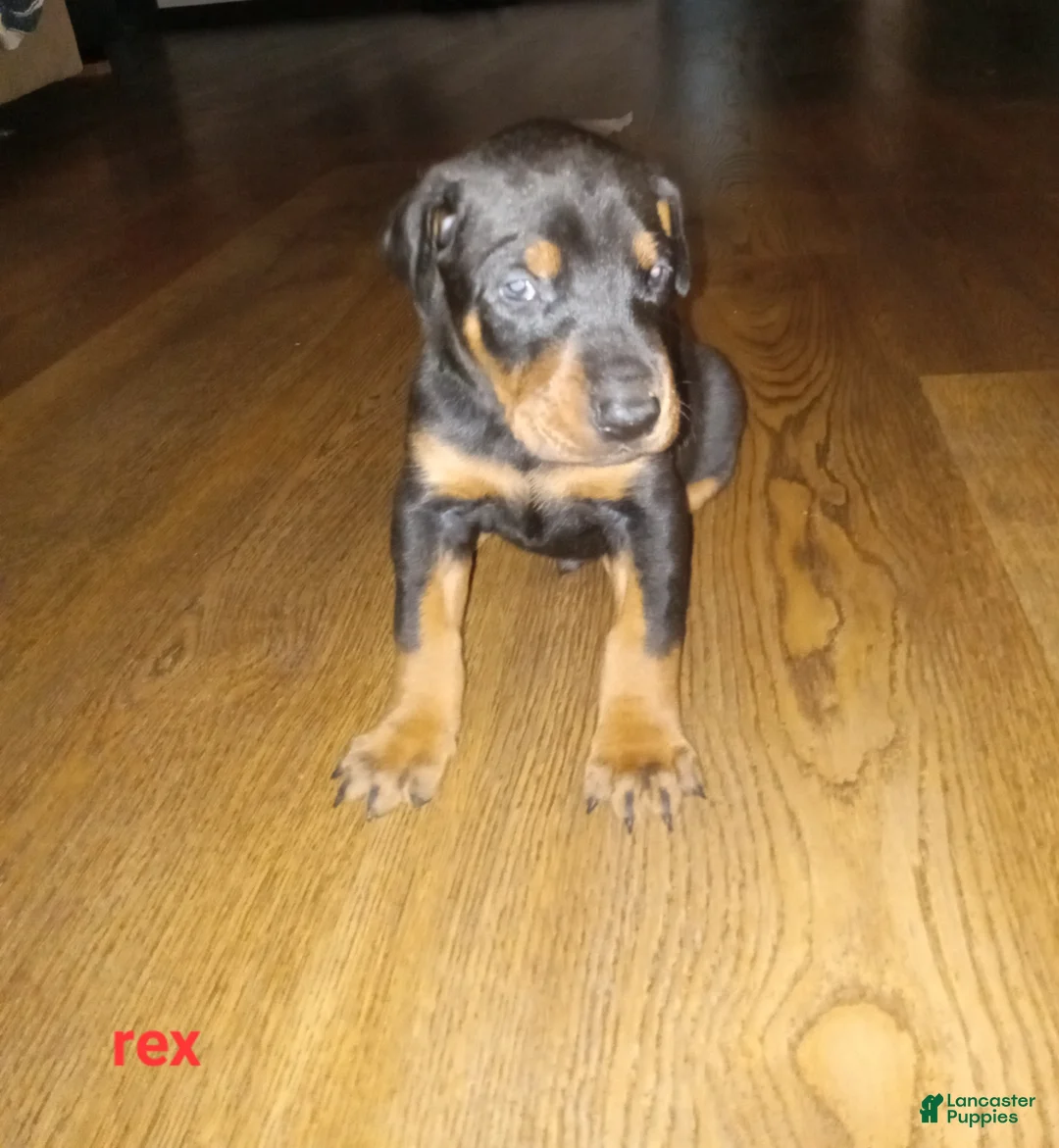 Doberman Pinscher dogs for sale: Rex - Ad 1