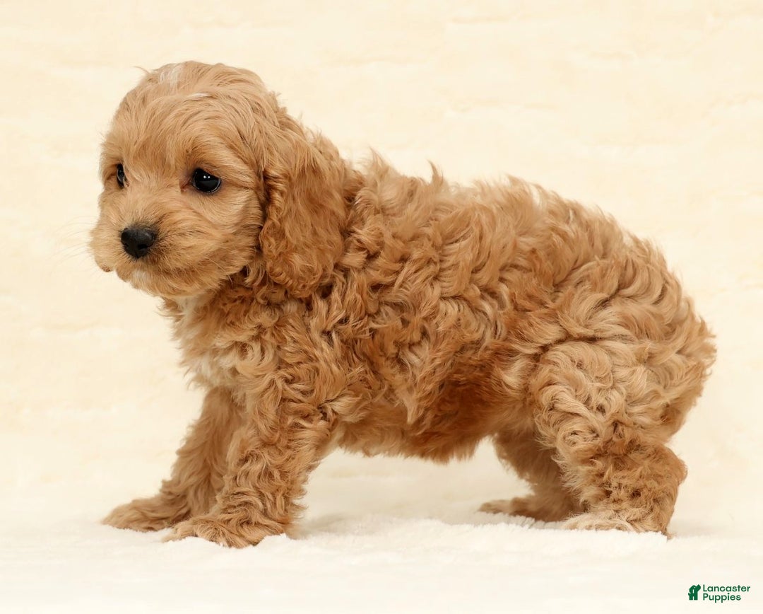 Cockapoo dogs for sale: Bella - Ad 4