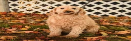 Mini Goldendoodle dogs for sale: Sheila - Ad 3