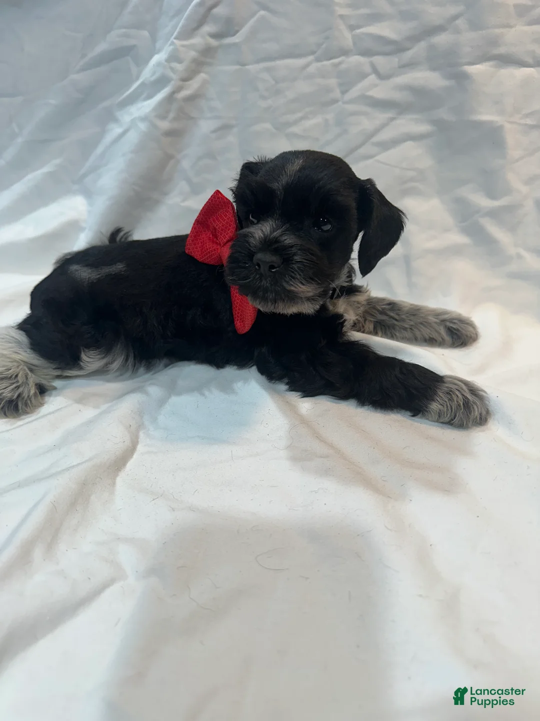 Miniature Schnauzer dogs for sale: Lil Tux - Ad 3