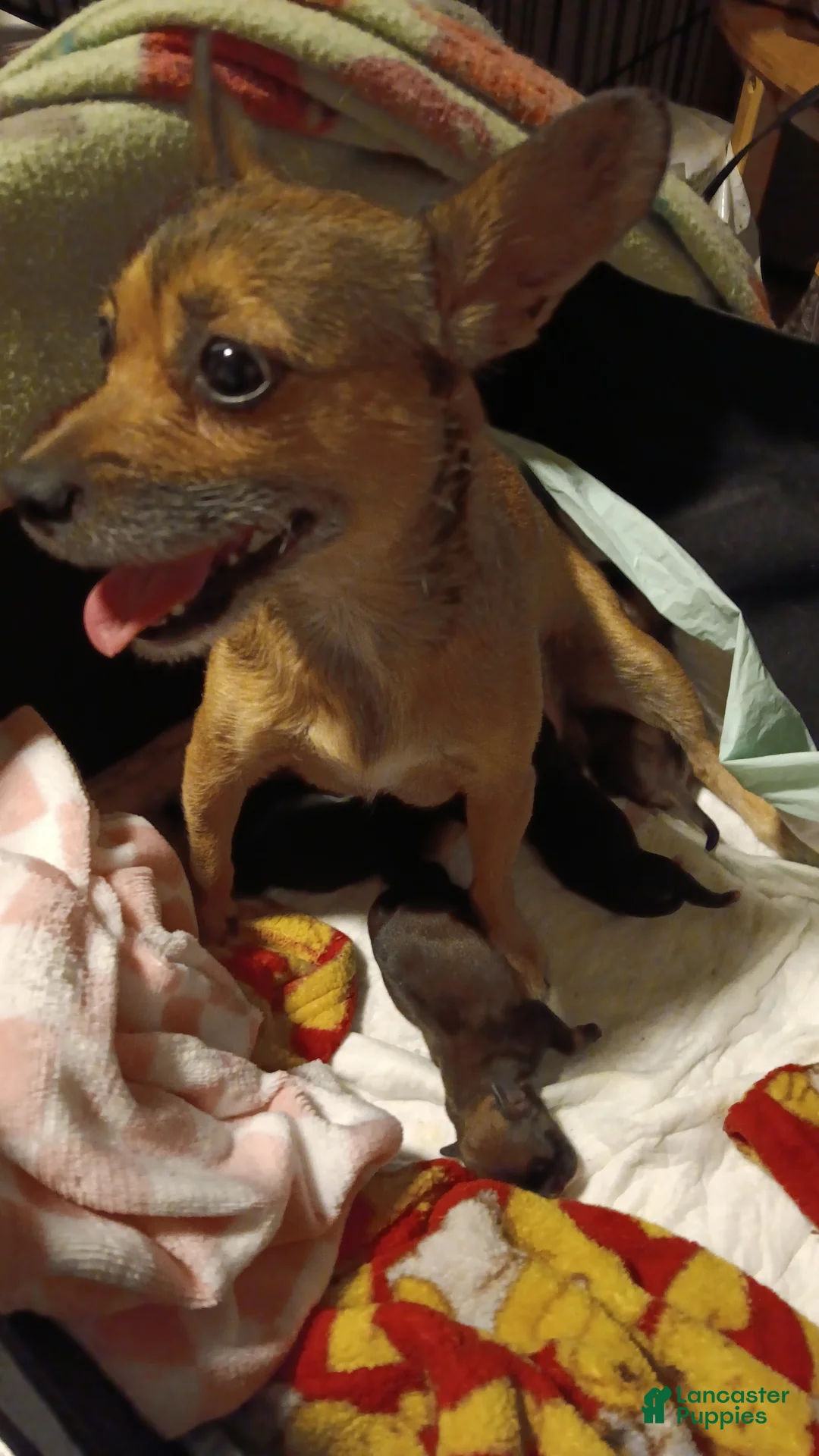 Mixed Breed dogs for sale: Mixed Breed Puppy 3 - Ad 2