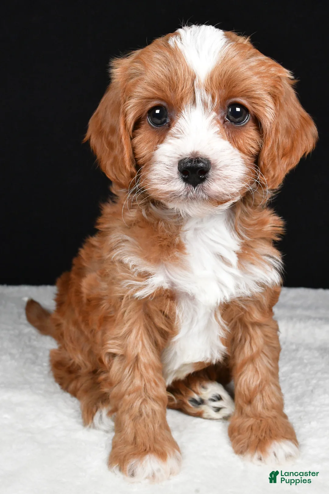 Cavapoo dogs for sale: Kendall - Ad 7