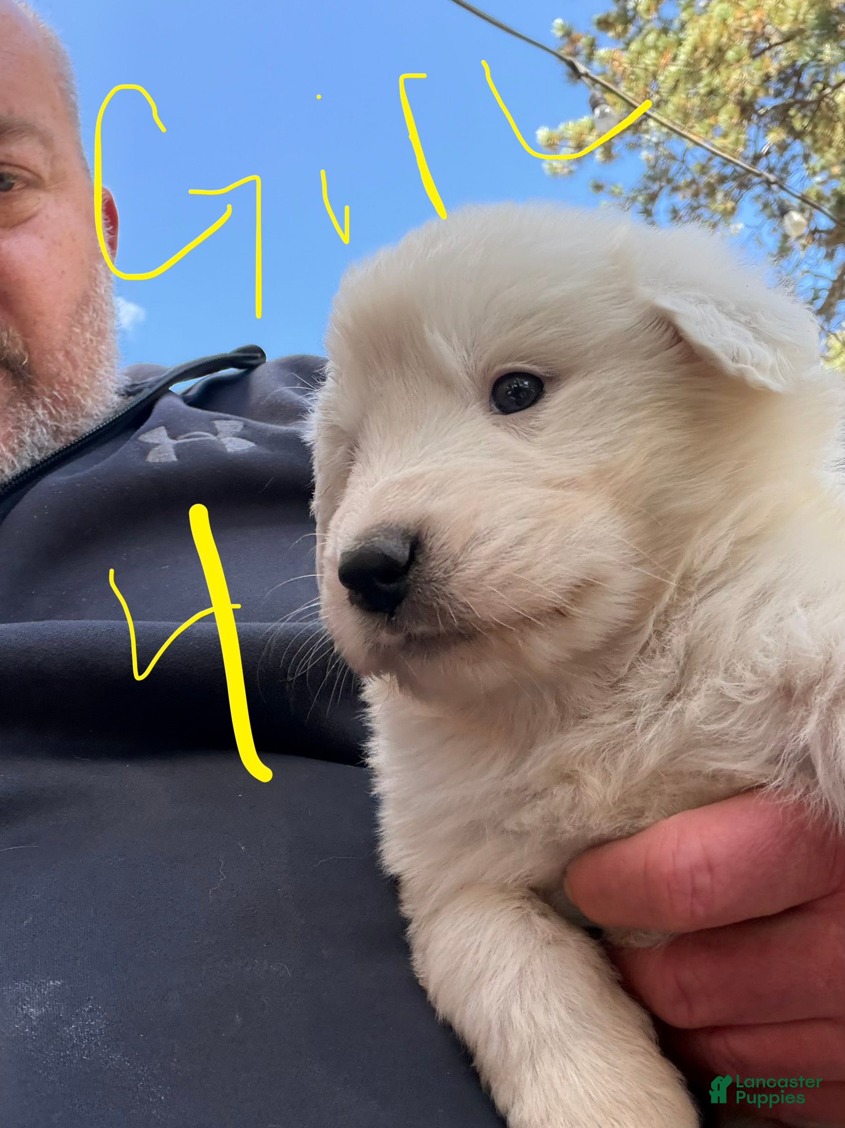 Mixed Breed dogs Girl 4 - Ad 1