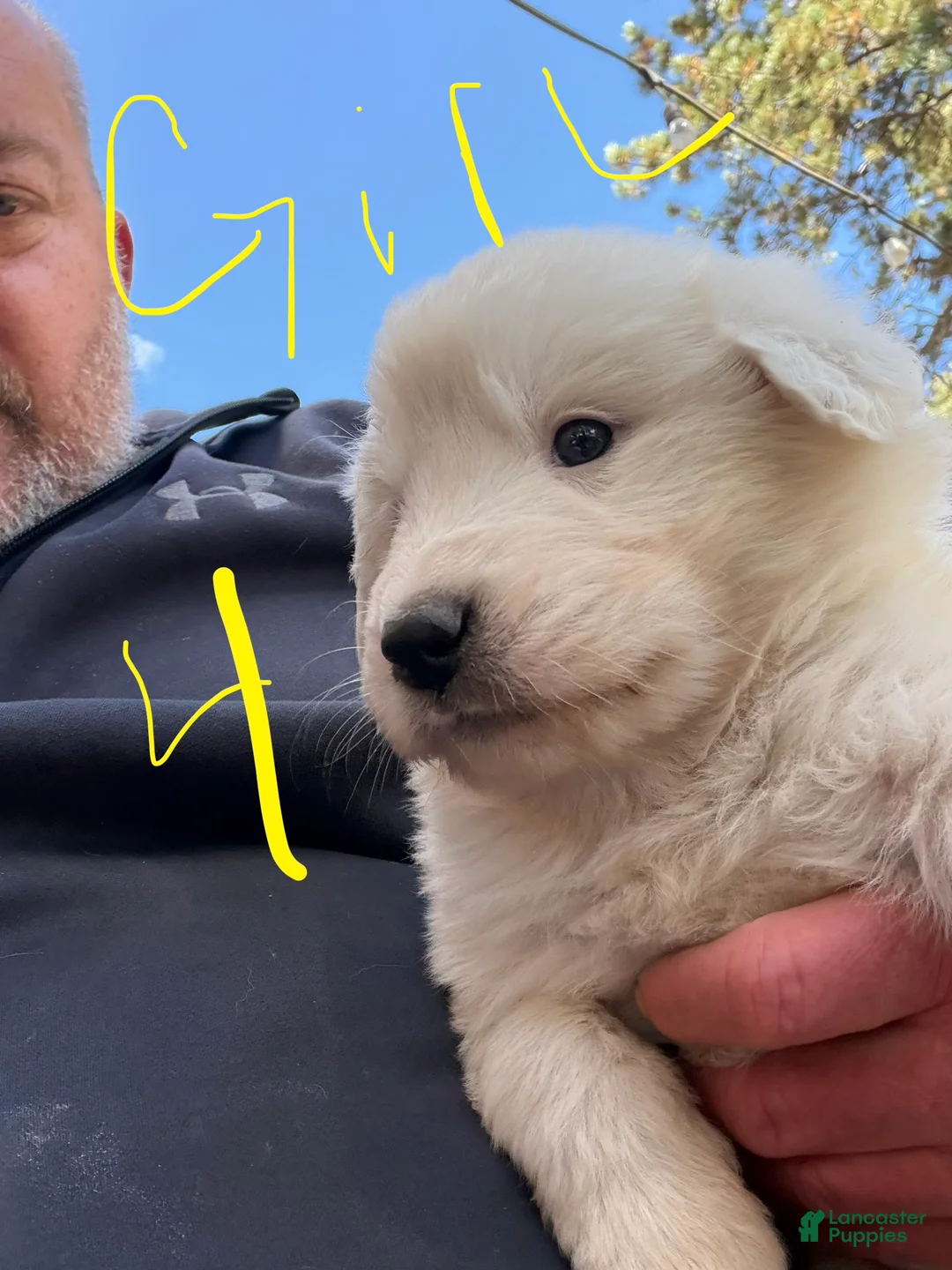 Mixed Breed dogs for sale: Girl 4 - Ad 1